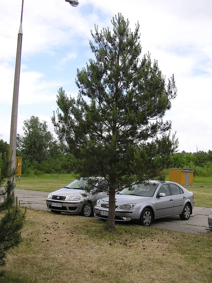 Uczestnicy pikniku w strojach nieformalnych, uśmiechy, zabawa